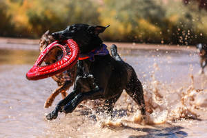 Dogs Playing Frisbee Wallpaper