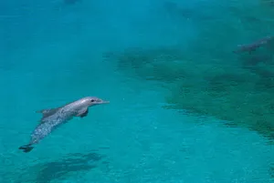 Dolphin On Shallow Water Wallpaper