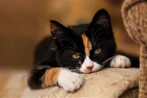Domestic Short-haired Cute Kitten Wallpaper