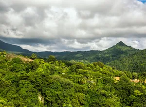 Dominica Rainforest Wallpaper