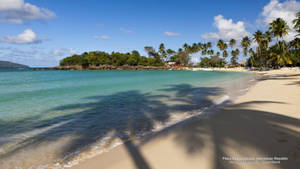 Dominican Republic Palm Shadow Wallpaper