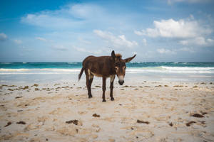 Donkey On Beach Wallpaper