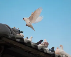 Doves And Pigeons On A Roof Wallpaper