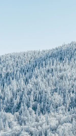 Download Hd Wallpaper Wallpaper