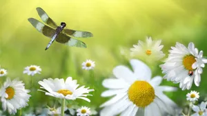 Dragonfly Above White Daisies Wallpaper