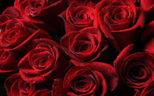 Dramatic Shadows Red Roses Laptop Wallpaper