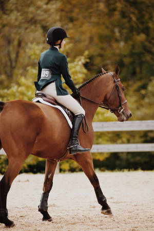 Dressage Horse Iphone Wallpaper