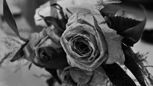 Dried Black Aesthetic Rose Wallpaper