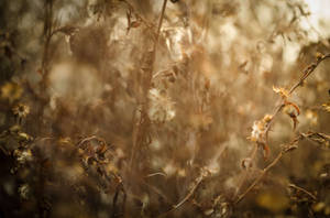 Dried Grass Adobe Photoshop Wallpaper