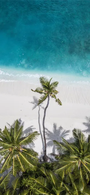 Drone Shot With Coconut Trees Wallpaper