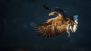 Eagle Mid-flap During Flight Wallpaper