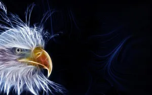 Eagle Sketch Wallpaper