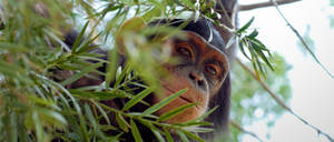 Eastern Chimpanzee Species Wallpaper