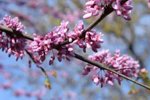 Eastern Redbud In Lithuania Wallpaper