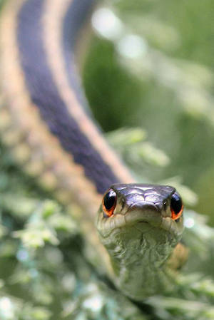 Eastern Ribbon Garter Snake Wallpaper