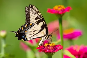 Eastern Tiger Swallowtail Butterflyon Zinnia Wallpaper
