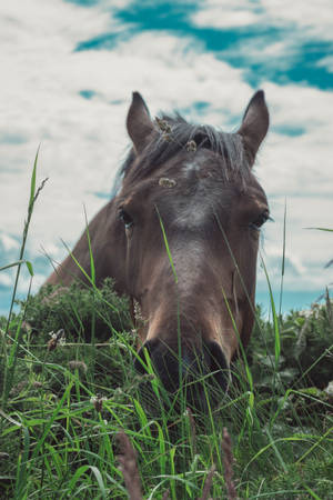 Eating Grass Horse Iphone Wallpaper