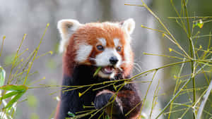 Eating Red Panda Laptop Wallpaper