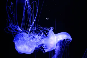 Ecstatic Violet Jellyfish Wallpaper