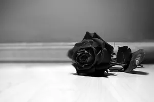 Elegance In Simplicity: Monochromatic 4k Resolution Rose Image Wallpaper