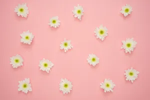 Elegant 4k Tablet Displaying Vibrant Pink Daisies Wallpaper