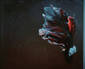 Elegant Betta Fish Swimming Wallpaper