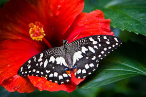 Elegant Black Butterfly On Vibrant Red Hibiscus Wallpaper