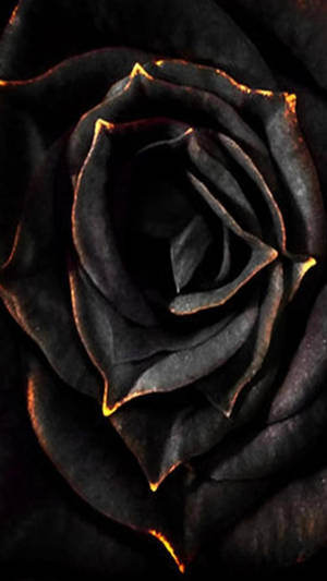 Elegant Black Rose Iphone Wallpaper