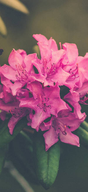 Elegant Pink Rhododendron Blooming On Phone Wallpaper Wallpaper