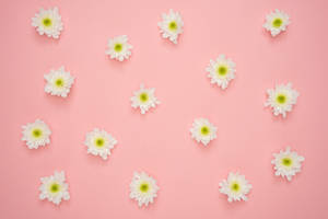 Elegant White Flowers On A Tree Branch Wallpaper