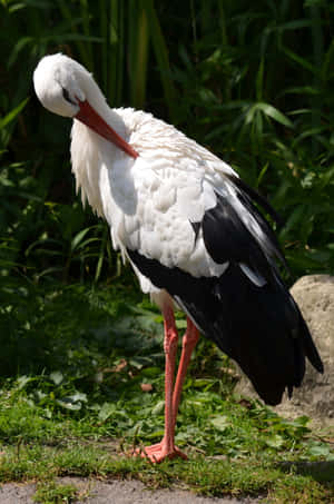 Elegant_ White_ Stork_ Preening.jpg Wallpaper