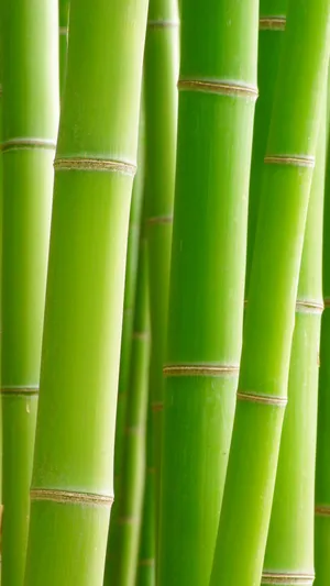 Embrace Biodiversity With The Latest Bamboo Phone Wallpaper