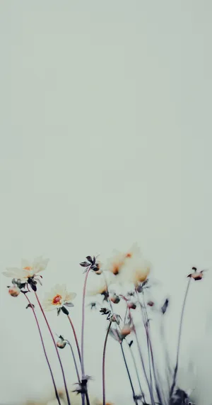 Embrace Nature's Beauty With This Floral Aesthetic Phone Wallpaper. Wallpaper