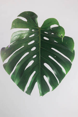 Embrace Nature With A Single Philodendron Leaf Wallpaper