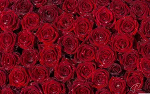 Embrace The Beauty Of A Red Rose Wallpaper