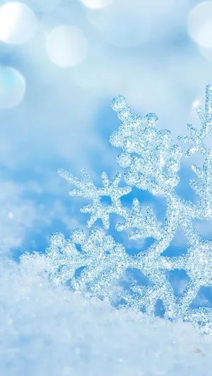 Embrace The Beauty Of Winter. Wallpaper