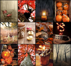 Embrace The Changing Of The Seasons With This Colorful Fall Collage Desktop Wallpaper! Wallpaper