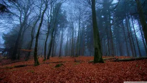 Embrace The Mystery Of November Wallpaper