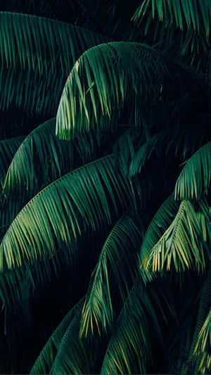 Embrace The Tropics On Your Screen Wallpaper