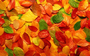 Embrace The Warmth Of Autumn Wallpaper