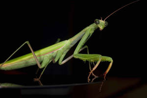 Emerald Green Praying Mantis Wallpaper