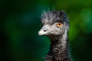 Emu Portraitwith Orange Eyes Wallpaper