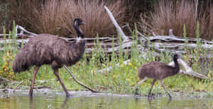 Emus Wading Near Waterbody Wallpaper