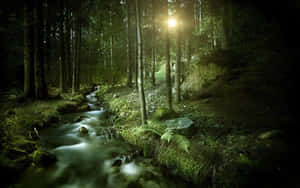 Enchanting Dark Green Forest Wallpaper