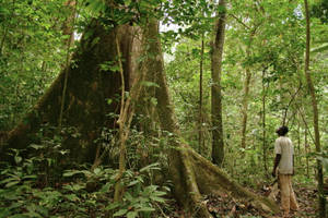 Enchanting Forest View In Gabon Wallpaper