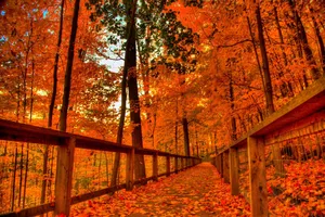 Enchanting Halloween Night. Wallpaper