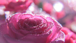 Enchanting Pink Sparkle Rose Wallpaper