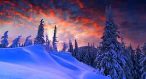 Enchanting Winter Wonderland Wallpaper