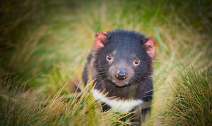 Endangered Tasmanian Devil Wallpaper