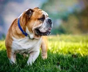 English Bulldog Aesthetic Wallpaper